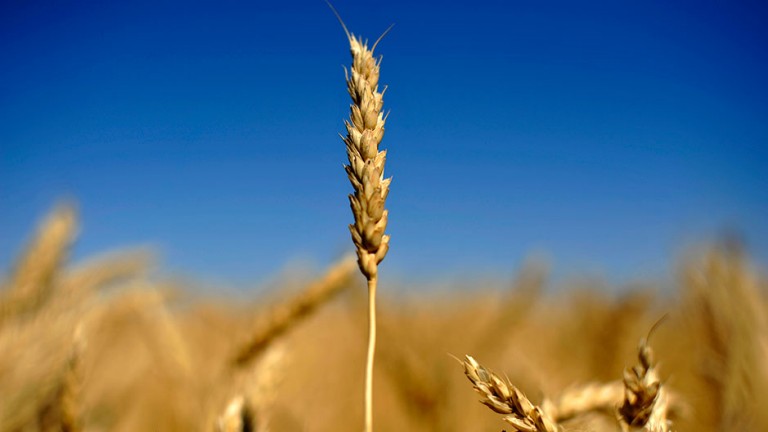 An ear of wheat is seen on the Canadian prairies near Lethbridge, Alberta, September 7, 2011.